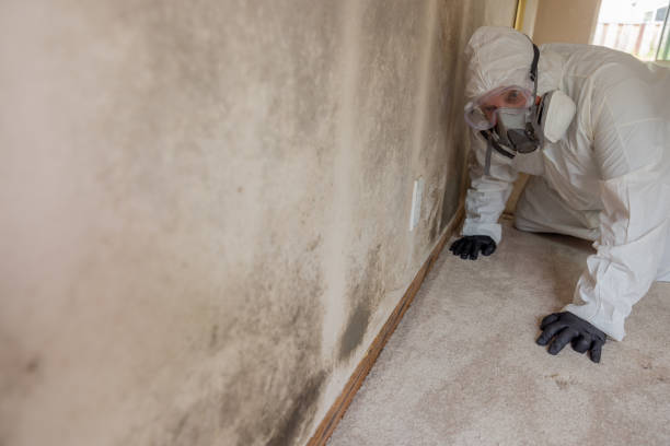 Mold Odor Removal Services